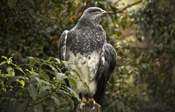 Aguila2