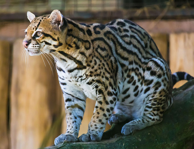 Ocelot (Jaguatirica) Zoo Itatiba